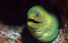 Moray Eel